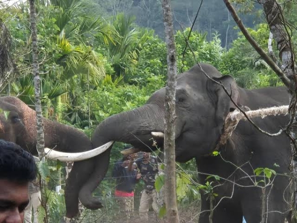 Wild elephant
