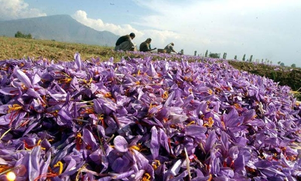Bumper crop for innovative saffron farmer