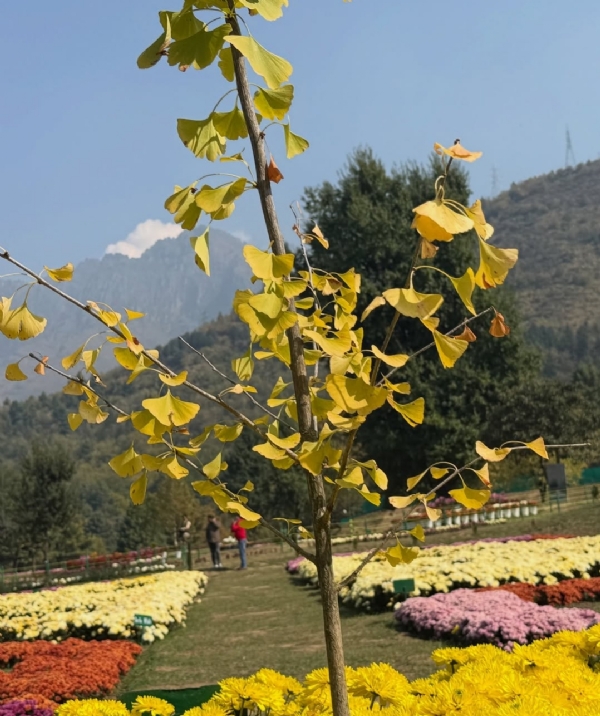 Bagh-e-Gul-e-Dawood Srinagar
