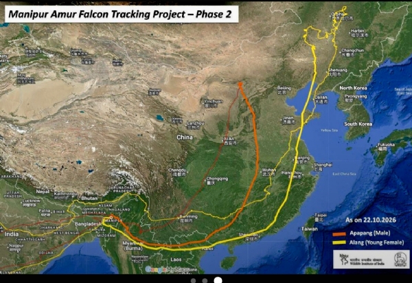 Transmitters fitted to Amur falcons to track their migratory movements.
