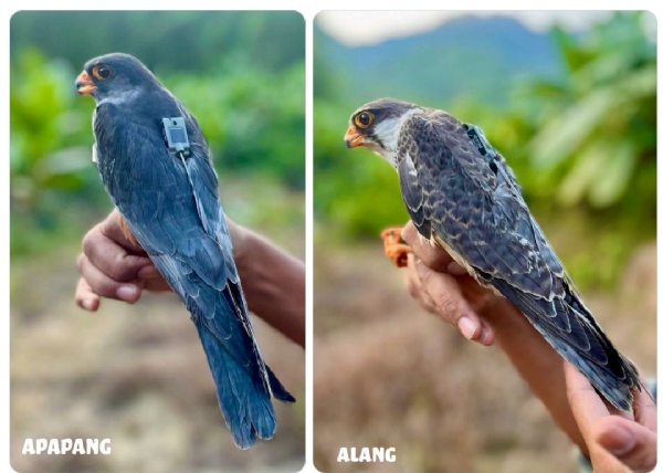 Transmitters fitted to Amur falcons to track their migratory movements.