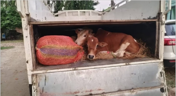 Image of the Cattle Rescued From Hidden Compartment In Pickup Van In Assam’s Rupohihat.