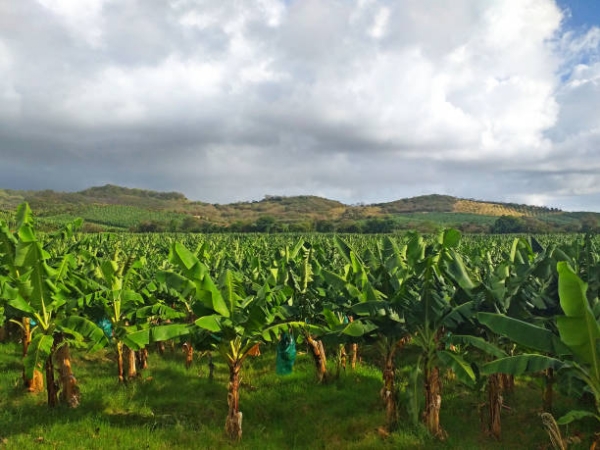 Banana Plantation
