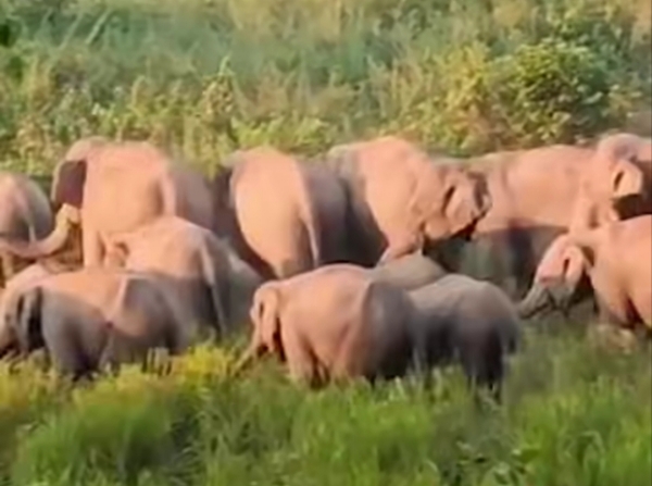 Image of the Wild Elephant Herd Destroying the Paddy Crops in Assam’s Goalpara.