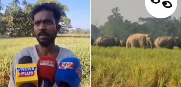 Image of the Wild Elephants Ravaging Paddy Fields in Numaligarh (Right) and Locals informing media persons (left).