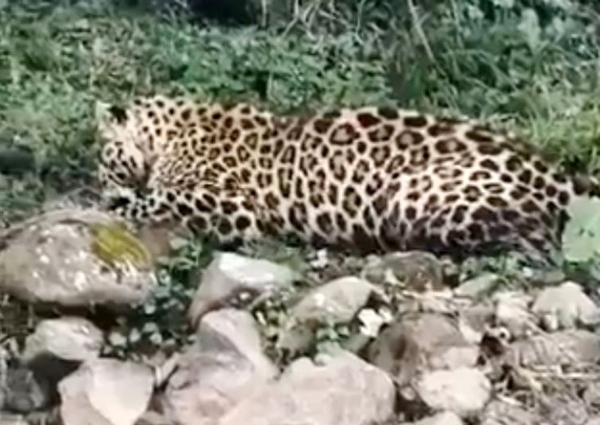 Leopard Found Injured In Poonch, Rescued By Wildlife Team