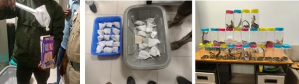 Corn snakes, a ball python and other species among the 45 live reptiles seized at Tiruchirappalli International Airport.
