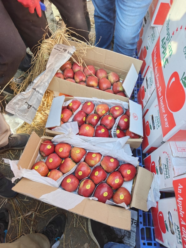 Kashmir Apples