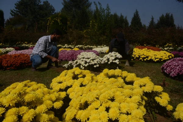Chrysanthemum Garden