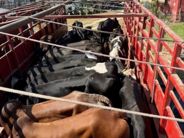 Image of the Assam Police Seized Cattle in Smuggling Operations.