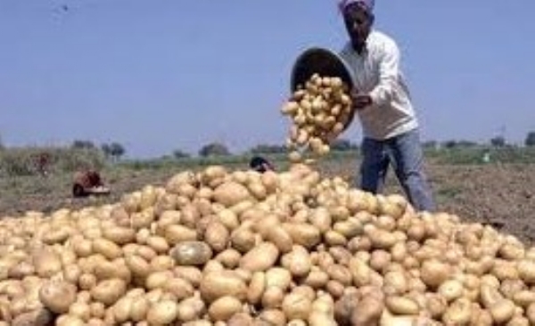 Potato crop ready in the fields, workers return home due to Holi and dust storm, farmers worried
