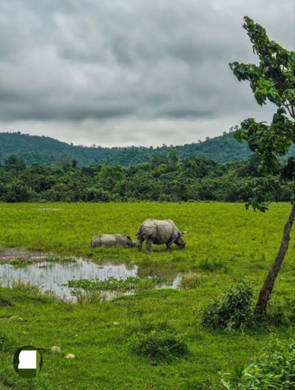 File photo: Kaziranga National Park फाइल फोटो: काजीरंगा नेशनल पार्क