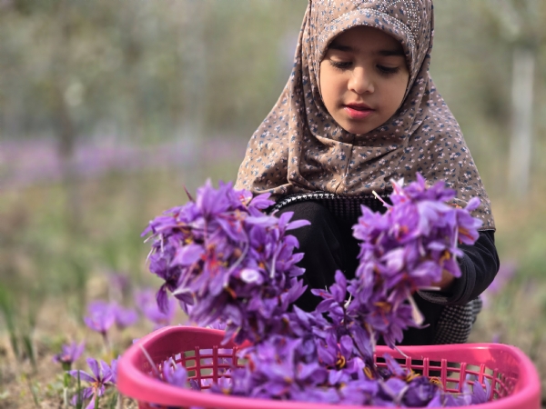 Saffron Harvesting