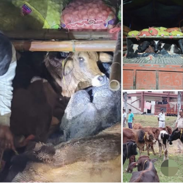 Image of the Rescued Cattle Shared by Assam CM Dr Himanta Biswa Sarma. Image of the Rescued Cattle Shared by Assam CM Dr Himanta Biswa Sarma.