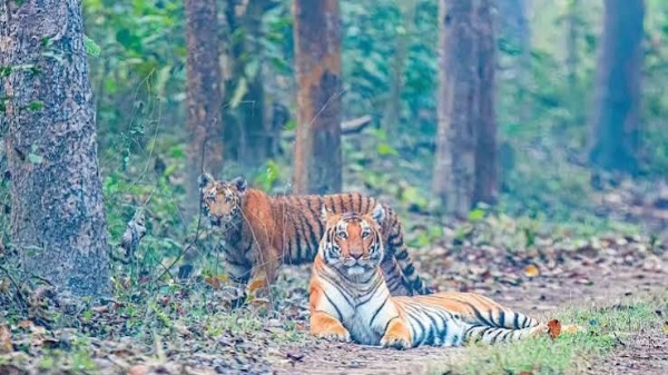 Tourism Department is developing tourist destinations to suit the needs of wildlife