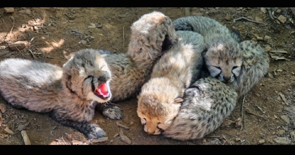 Five Cheetah Cubs Five Cheetah Cubs