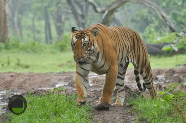 नामेरी टाइगर रिजर्व। NAMERI TIGER RESERVE