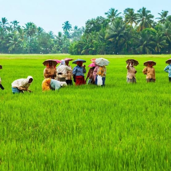 Kerala paddy farming