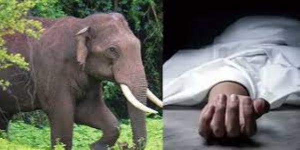 Mom killed, sons injured in jumbo attack near Indo-Nepal border