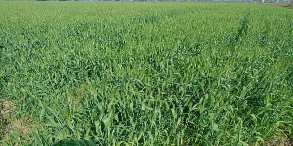 Wheat crop at peril as temperature continue to increase in UP