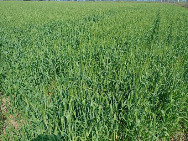 Possibility of wheat crop being affected due to strong sunlight has increased Possibility of wheat crop being affected due to strong sunlight has increased