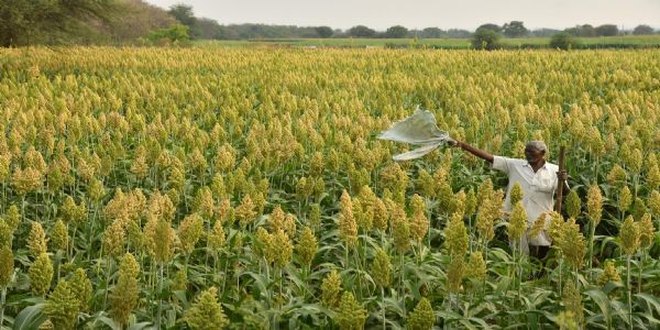 Farmer in Malda Alleges Destruction of Makhana Saplings, Faces Loan Repayment Worries