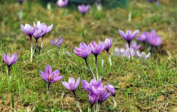 Jammu And Kashmir Saffron Output Drops To 19.58 MT In 2024-25