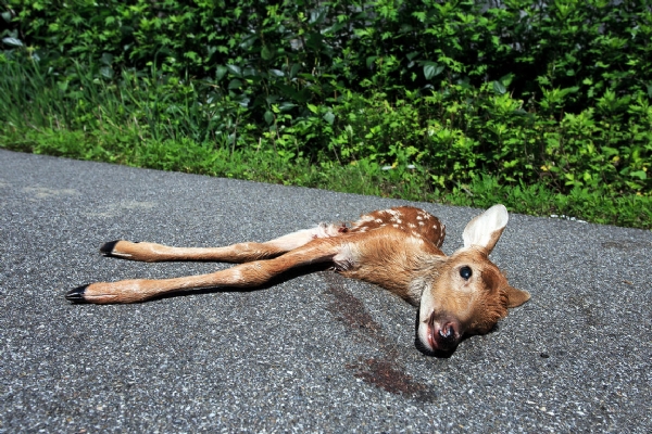 Deer Crushed