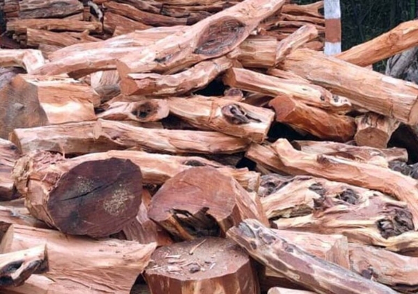 14 quintals illegally felled Khair wood seized