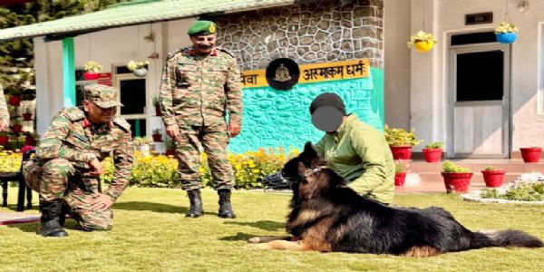 Bullet-Wounded Canine Soldier ‘Tyson’ Recovering Well: Indian Army