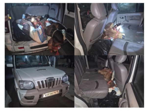 Image of the Six Cattle Recovered From Scorpio and Three Arrested Accused In Dhubri. Image of the Six Cattle Recovered From Scorpio and Three Arrested Accused In Dhubri.