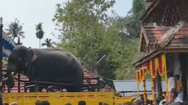 Elephant after being tied