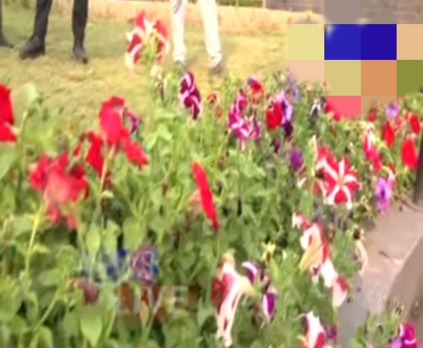 Image of the Government Orchid Garden in Kaziranga National Park. काजीरंगा नेशनल पार्क आर्किड उद्यान।