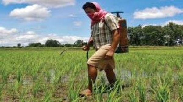 Farmer friends, protect your crops by making Nimastra at home. Farmer friends, protect your crops by making Nimastra at home.