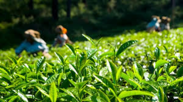 Workshop on Innovative Solutions for Tea Estates and Plantations held