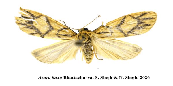 ZSI Discovers Two New Species Of Lichen Moths, Records Seven More From The Indian Himalaya