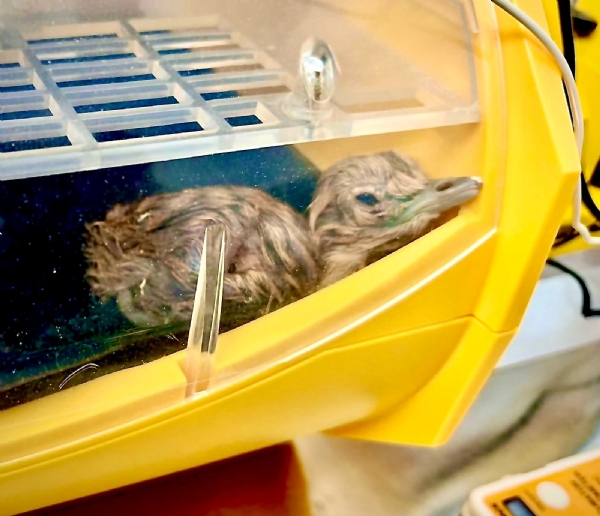 Great Indian Bustard Great Indian Bustard