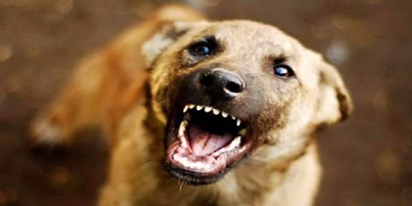 Stray dog that killed bedridden women in Thrissur finally captured