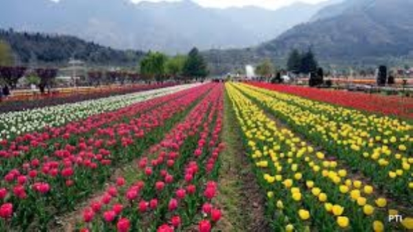 Asia’s Largest Tulip Garden 7–8 Days Away From Full Bloom, Says CM Omar After Sneak Peek Asia’s Largest Tulip Garden 7–8 Days Away From Full Bloom, Says CM Omar After Sneak Peek