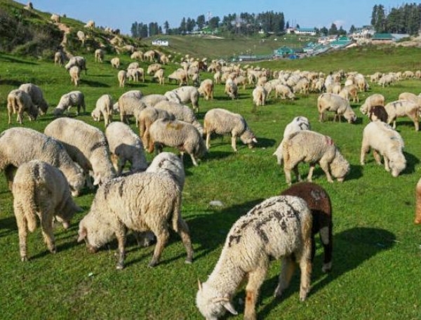Jammu And Kashmir To Import 4 Elite Foreign Breeds Of Sheep, Goat