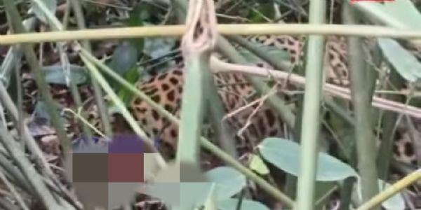 Leopard Lynched by Angry Mob in Duliajan Amid Alleged Forest Department Inaction