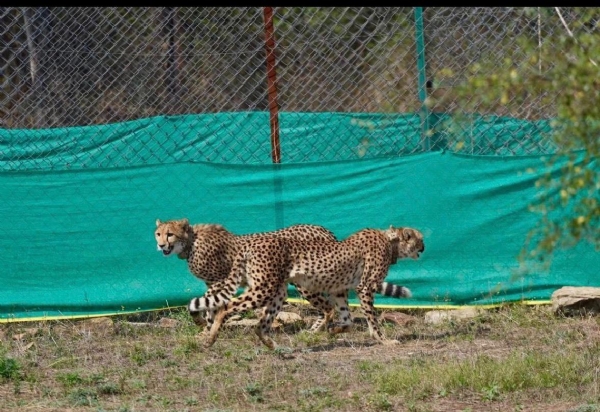 Cheetahs Cross Borders: Kuno Duo Ventures into Rajasthan Under 24/7 Watch