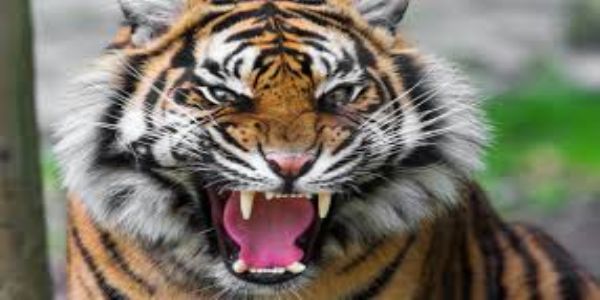 Tiger attack kills farmer in Dudhwa buffer zone