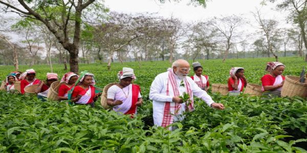 PM Modi Plucks Tea Leaves at Manohari Tea Estate in Dibrugarh