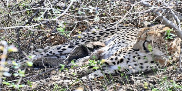 (Lead)Cheetah Family Expands in Kuno: Indian‑Origin Female ‘Gamini’ Welcomes Four Cubs, Taking India’s Total to 57