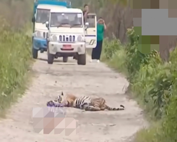 The Tiger Sleeping on Road Inside Manas National Park The Tiger Sleeping on Road Inside Manas National Park