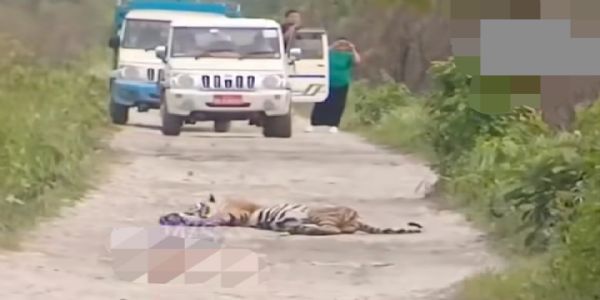 Tiger Found Sleeping on Road Inside Manas National Park