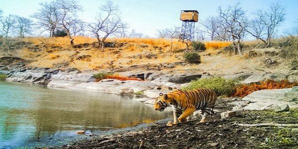 ‘Nisarg Abnubhav’ wildlife observation at TATR on May 1