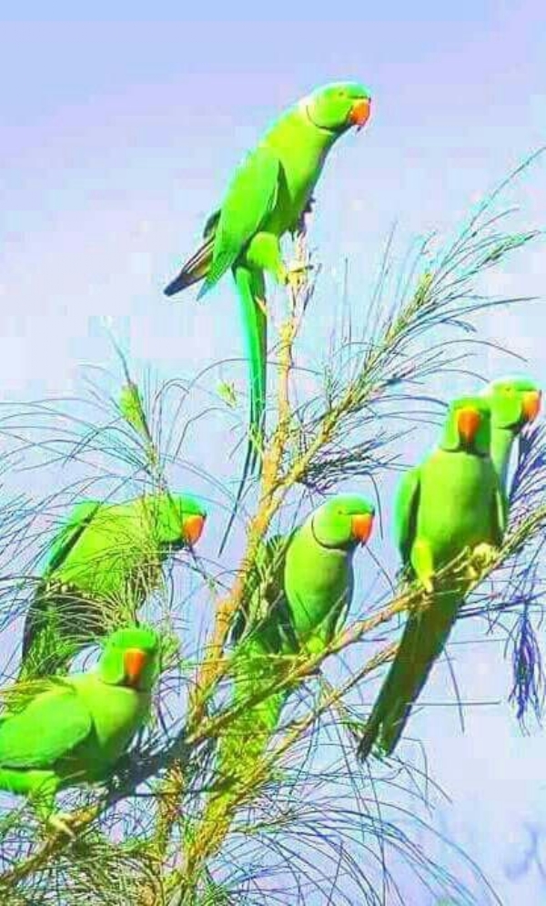 Flock of parrots