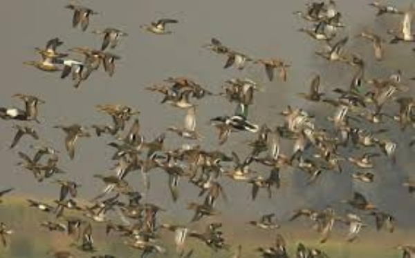 Wildlife Dept Scales Up Vigil Against Bird Poaching